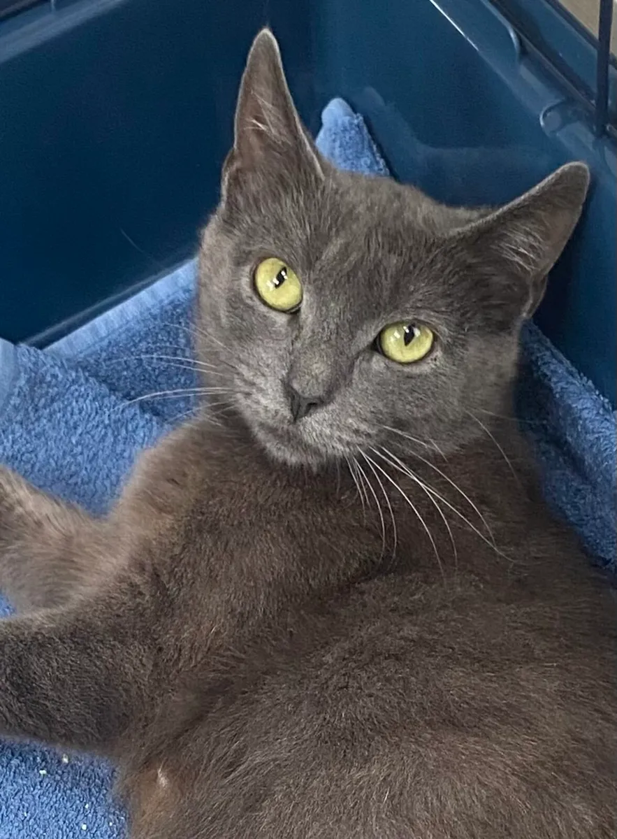 Catstrust adoption and protection. Rescued . - Image 3