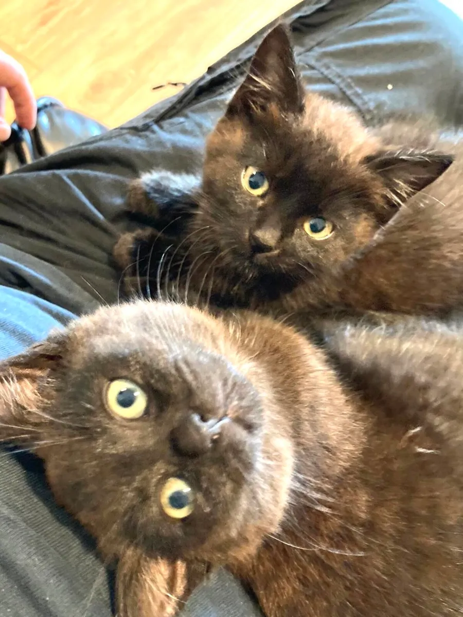 Catstrust adoption and protection. Rescued . - Image 1