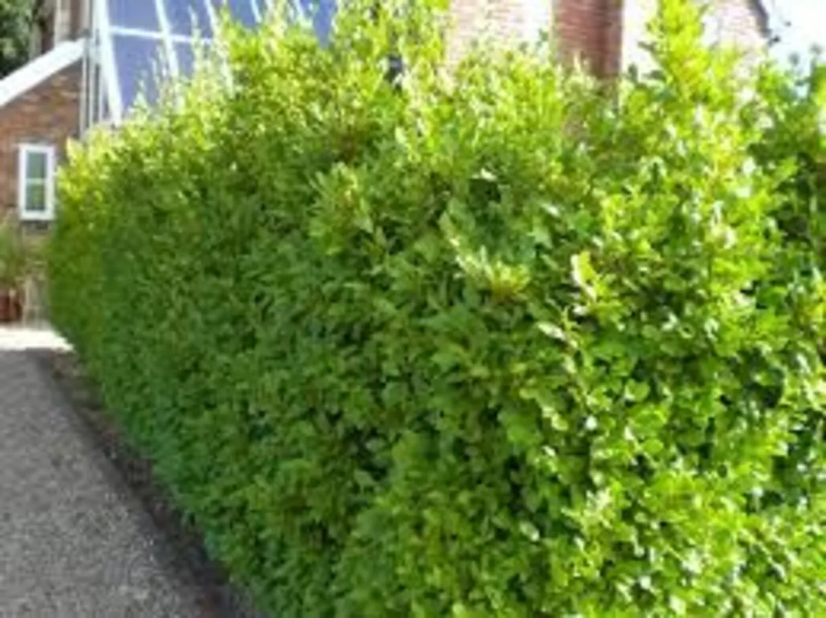 HEDGING ALL SHAPES AND SIZES FROM 1 .50 - Image 3