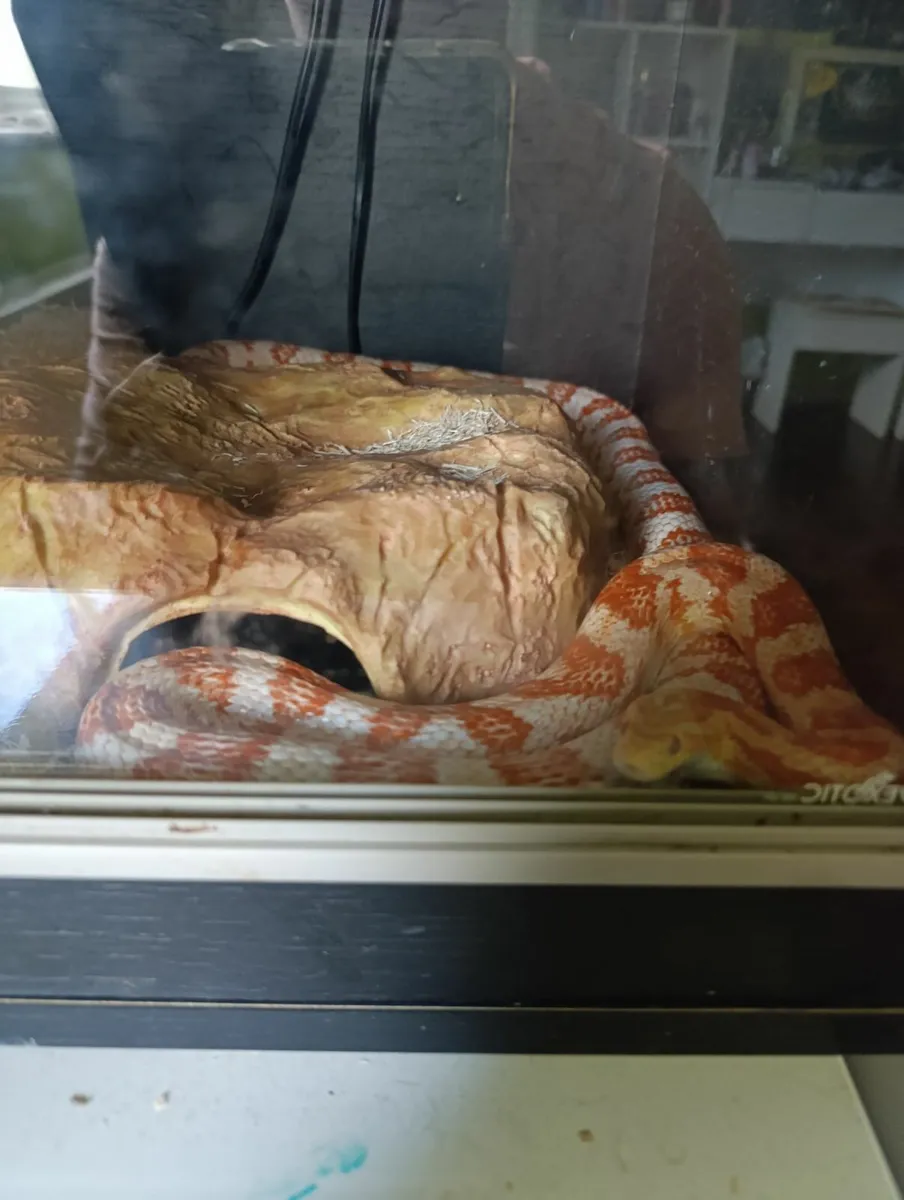 Free 4 year old cornsnake - Image 2