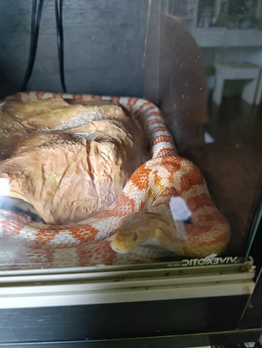 Free 4 year old cornsnake - Image 3