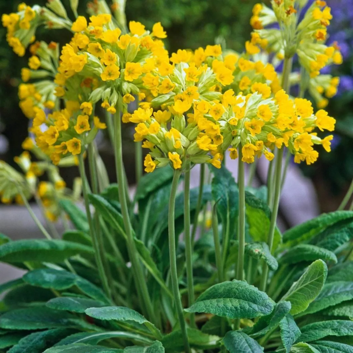 PERENNIALS IN MANY COLOURS AND VARIETIES - Image 4