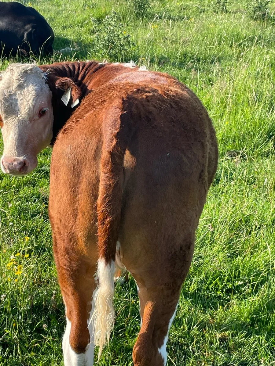 Cow and calf with 5 stars - Image 4