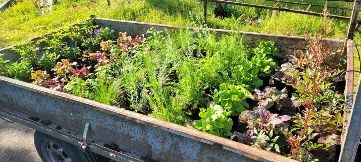 55 super flowering garden plants - Image 1