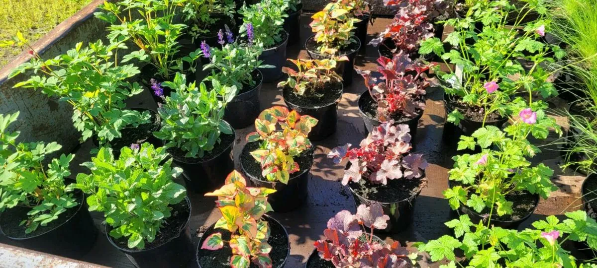 55 super flowering garden plants - Image 2