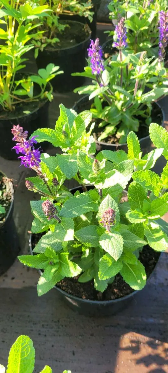 55 super flowering garden plants - Image 3