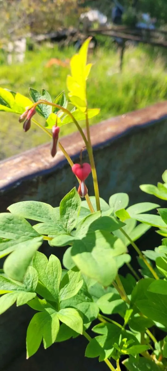 55 super flowering garden plants - Image 4