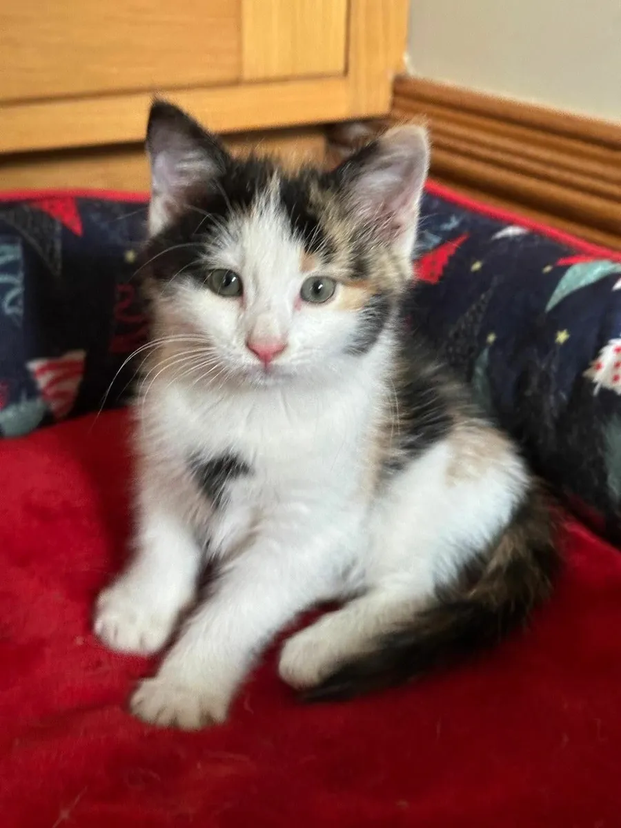 Kitten