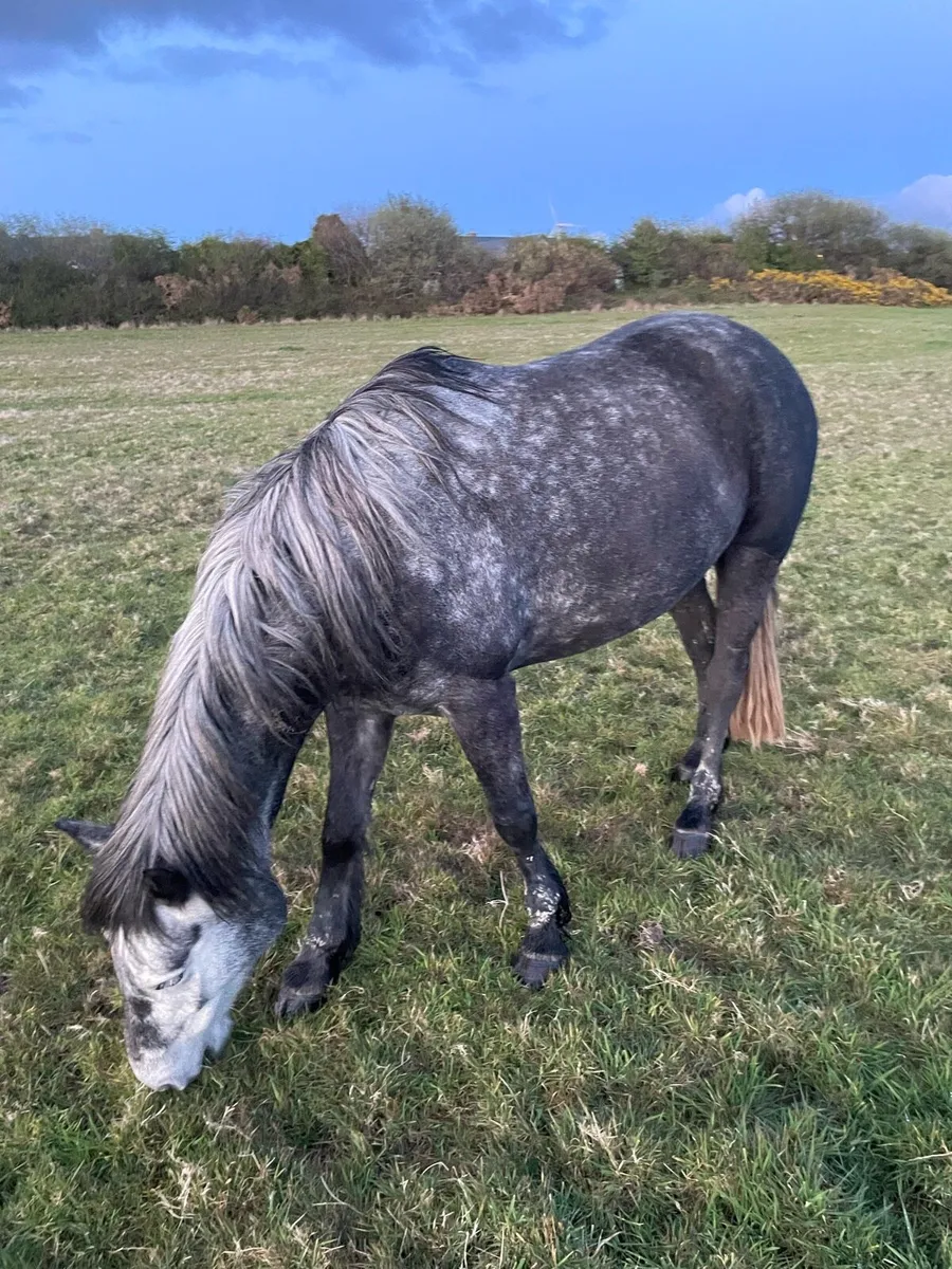 Connemara mare - Image 2