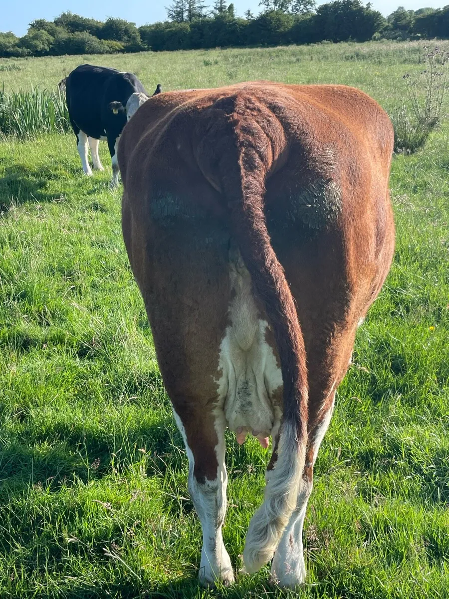 Cow and calf with 5 stars - Image 2