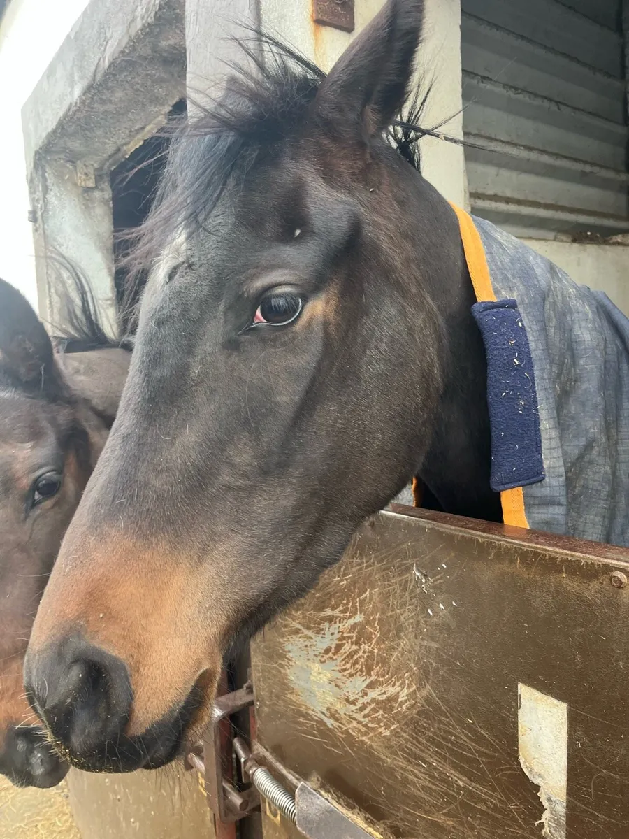 Racing horse - Image 2