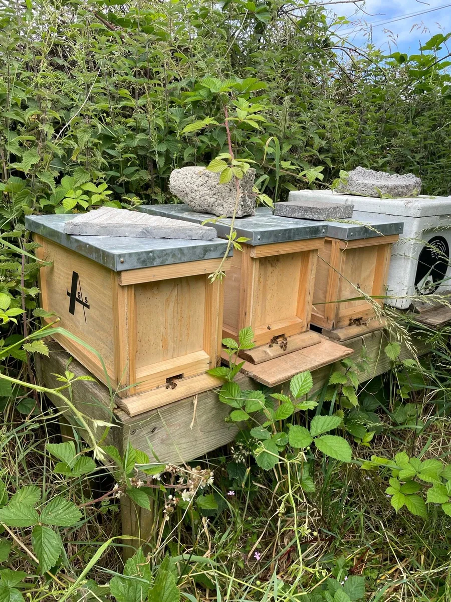 Nuc of Irish bees - Image 1