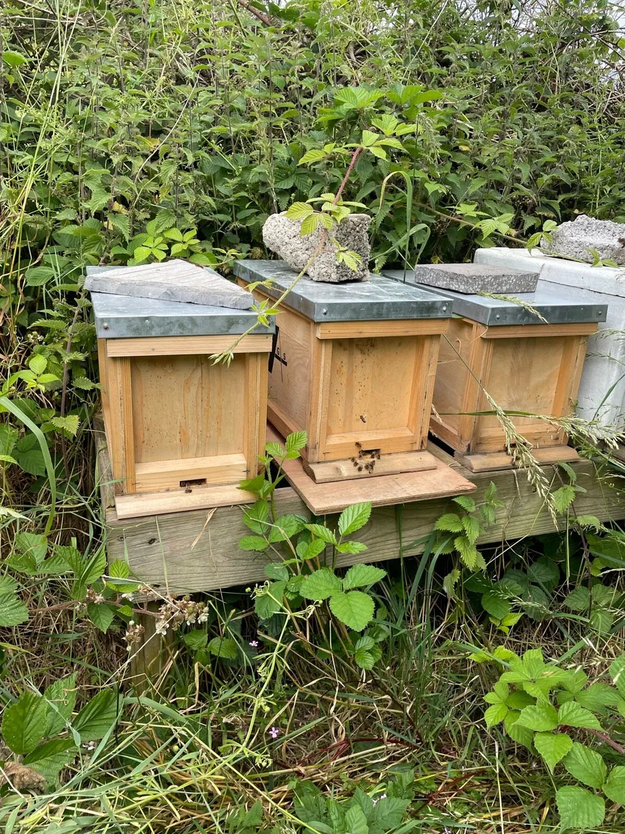Nuc of Irish bees - Image 2