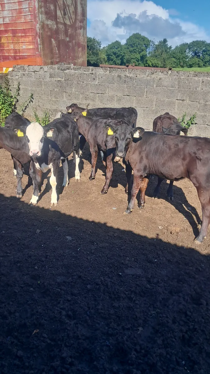 Reared calves - Image 2