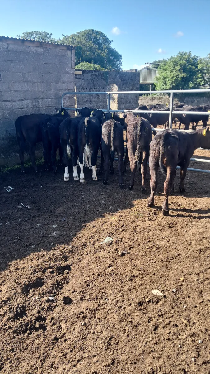 Reared calves - Image 1