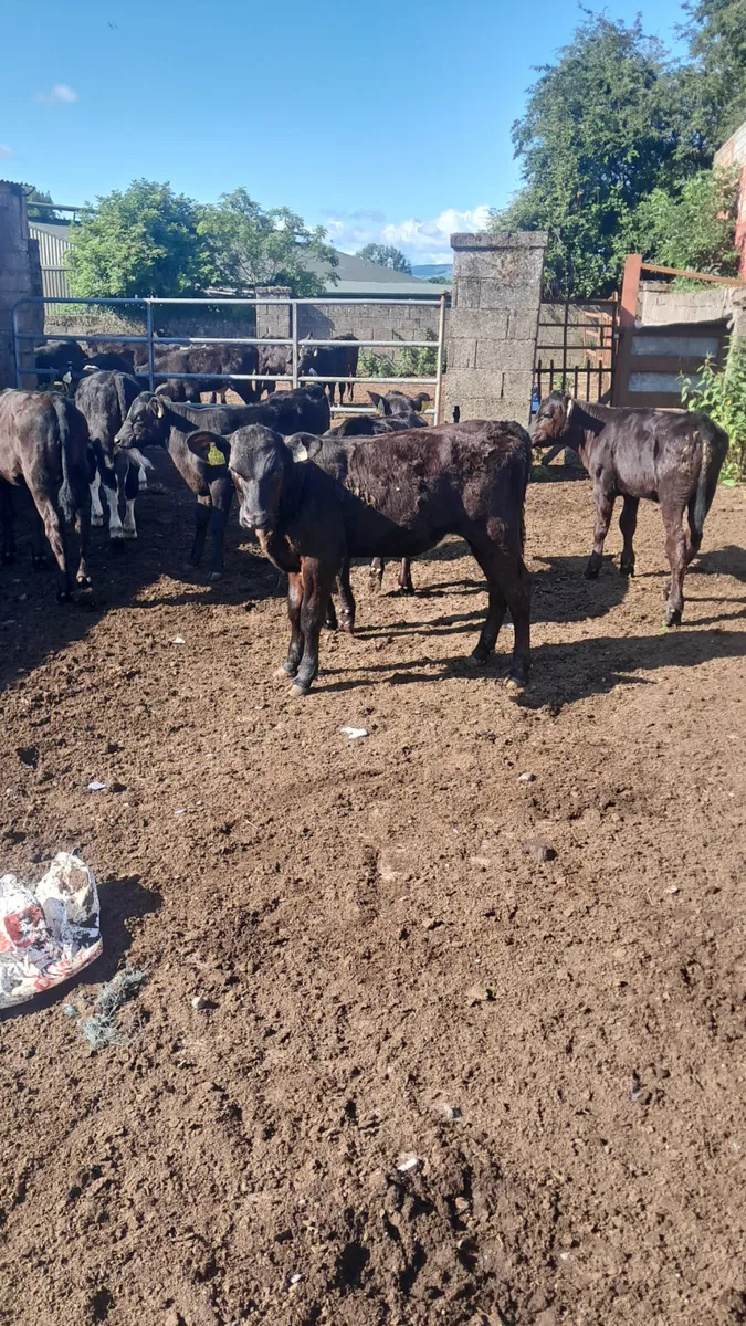 Reared calves - Image 3