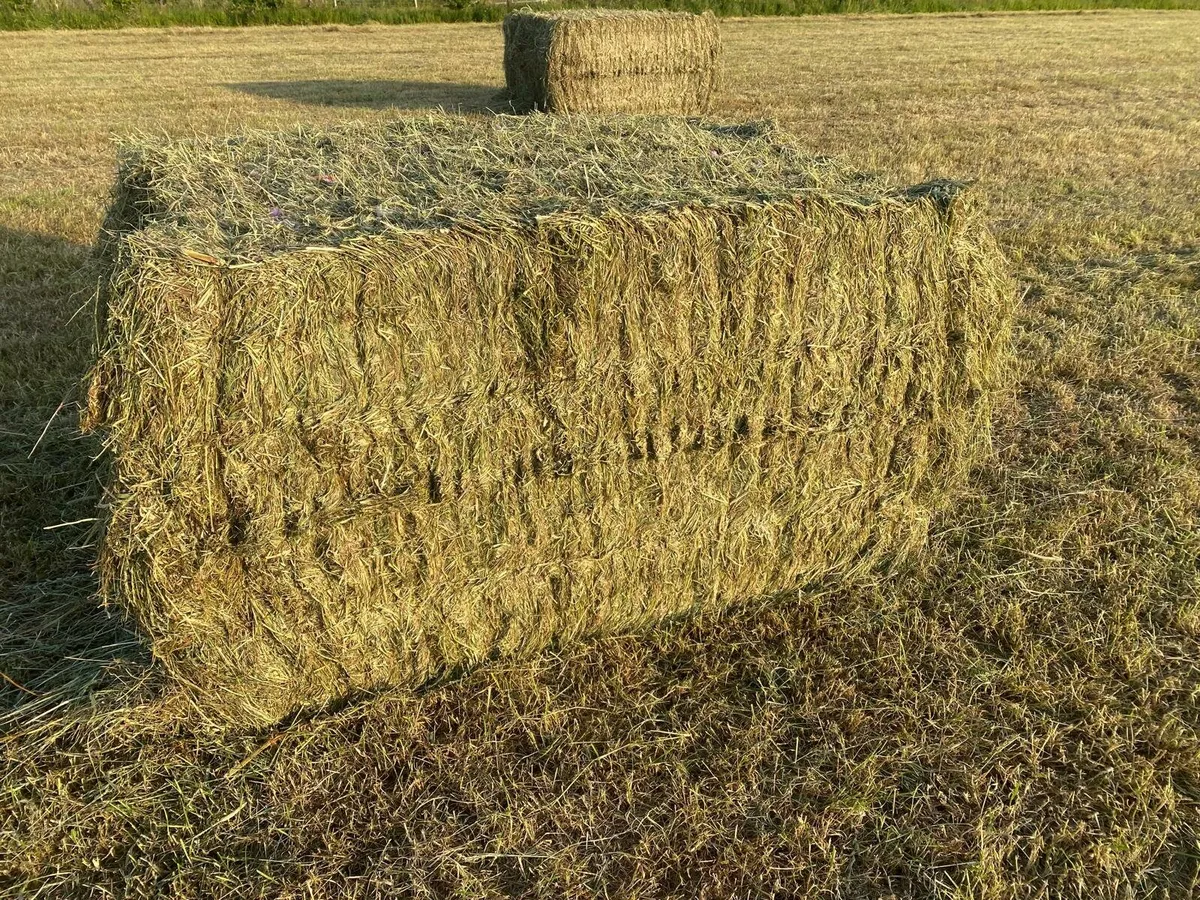 2025 Haylage bales - Image 3