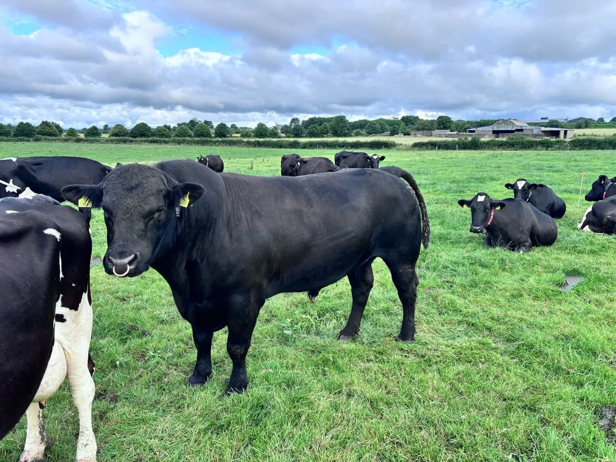 Pure bred Aberdeen Angus bull - Image 1