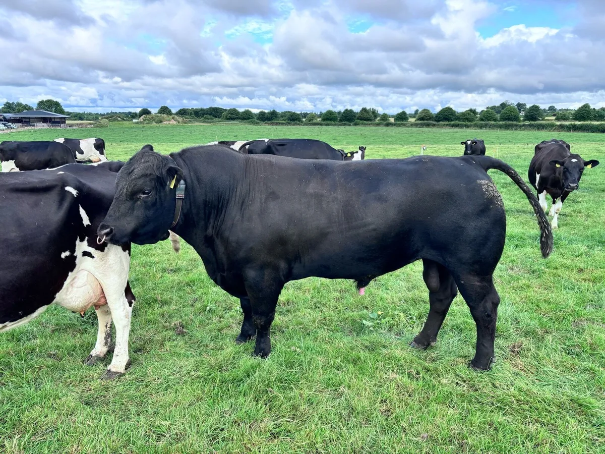 Pure bred Aberdeen Angus bull - Image 2