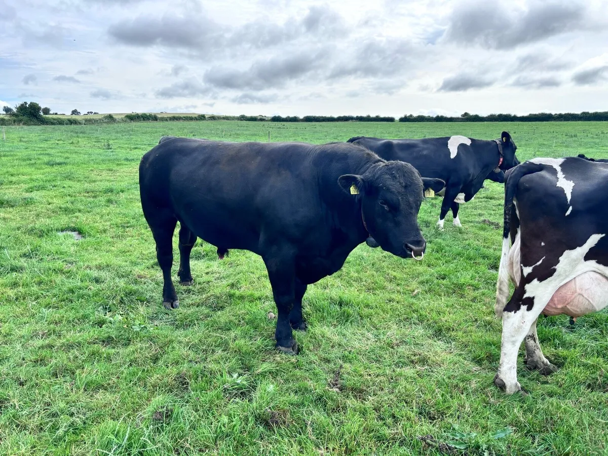 Pure bred Aberdeen Angus bull - Image 4