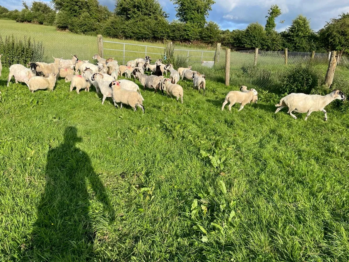 Ewes with lambs at foot - Image 2