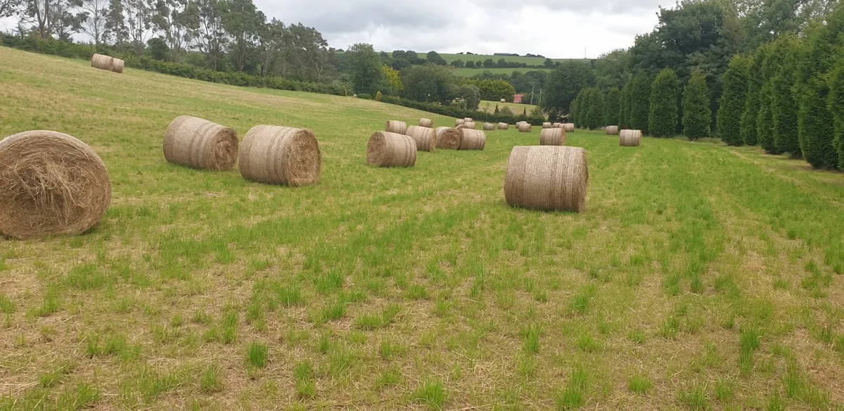 Hay - Image 4