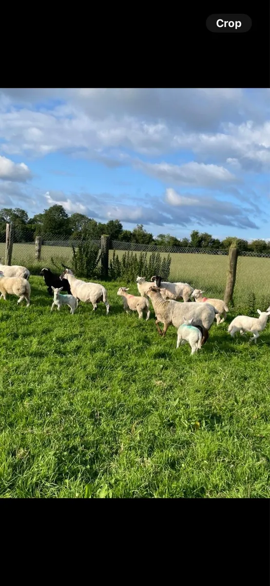 Ewes with lambs at foot - Image 3