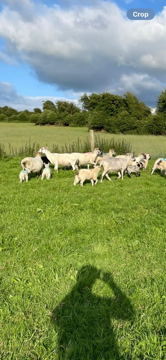 Ewes with lambs at foot - Image 4