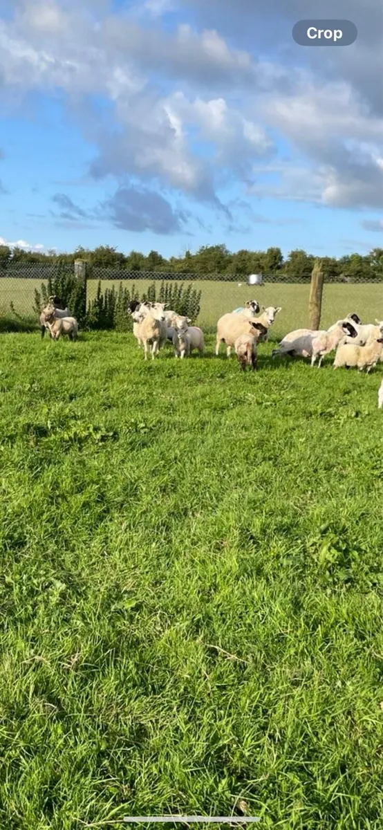 Ewes with lambs at foot - Image 1