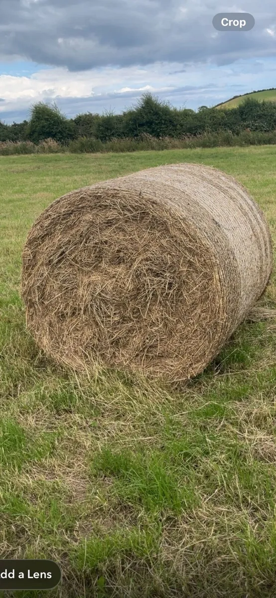 Hay bales - Image 2