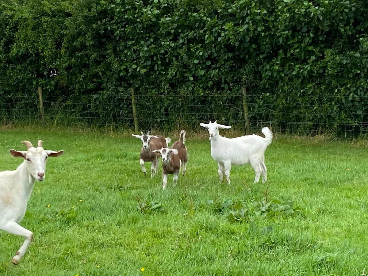 Two females and Puck Goat - Image 4