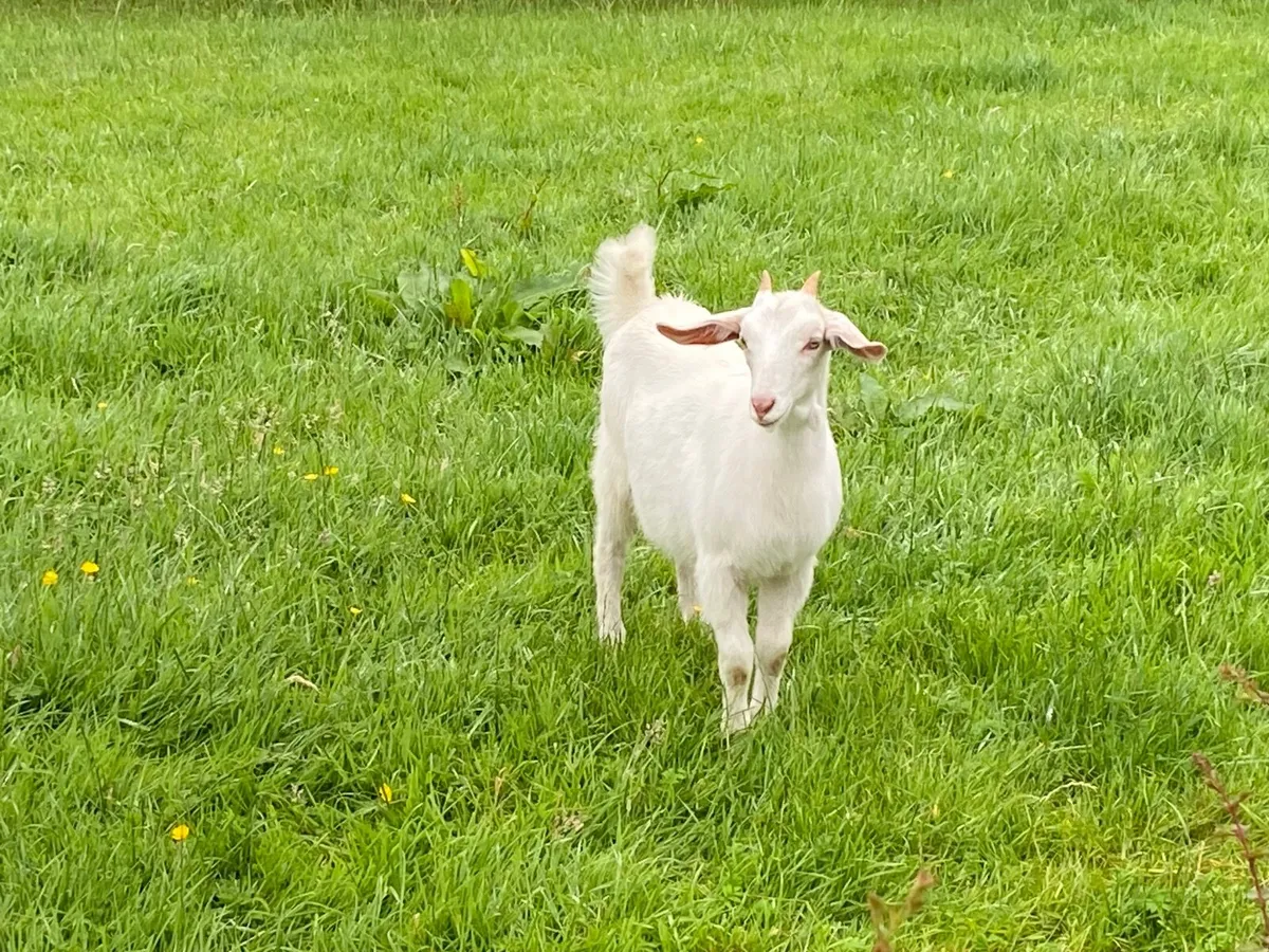 Two females and Puck Goat - Image 1