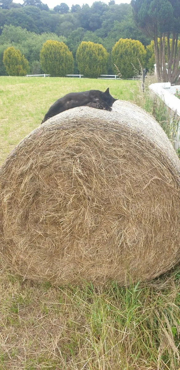 Hay - Image 1