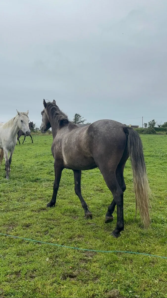 Connemara ponies - Image 2