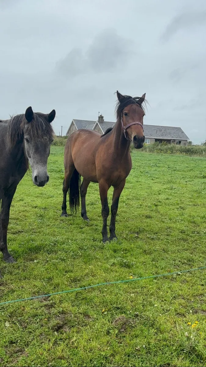 Connemara ponies - Image 3