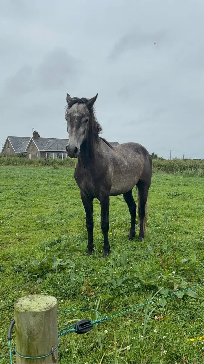 Connemara ponies - Image 4