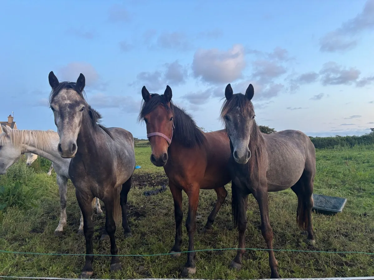 Connemara ponies - Image 1