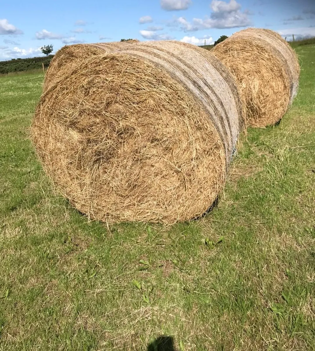 Hay - Image 2