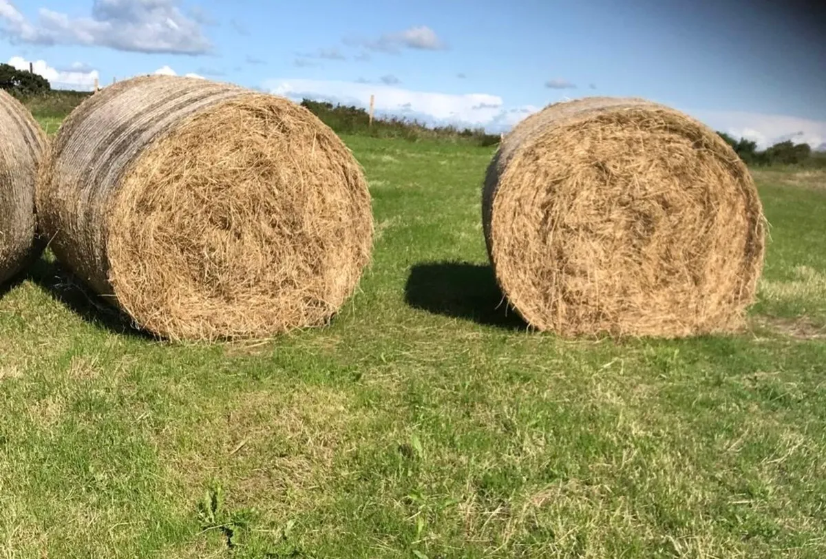 Hay - Image 3