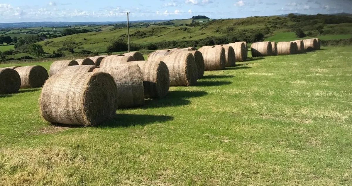 Hay - Image 1