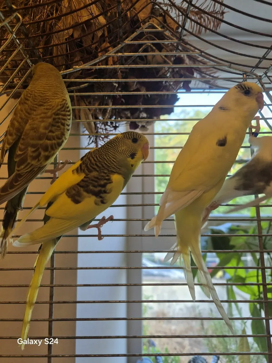 Budgie - Image 1