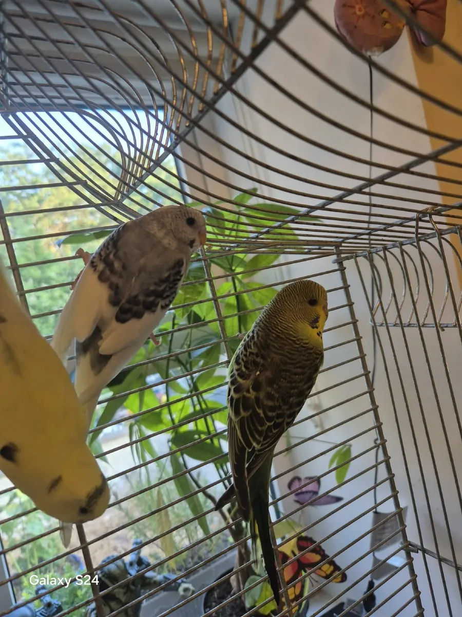 Budgie - Image 2