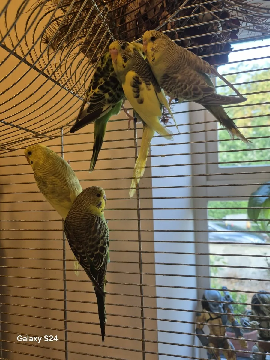 Budgie - Image 3