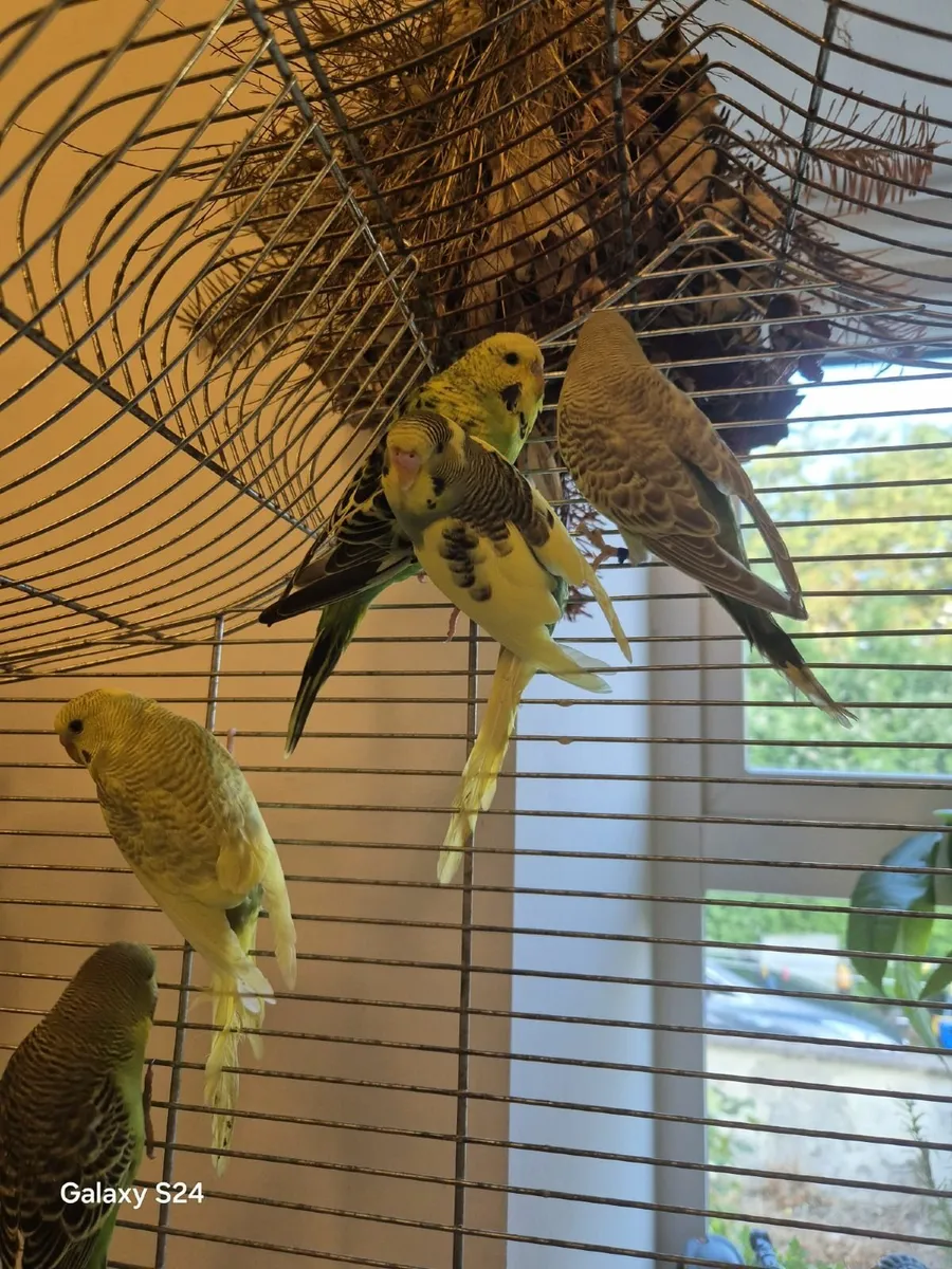 Budgie - Image 4
