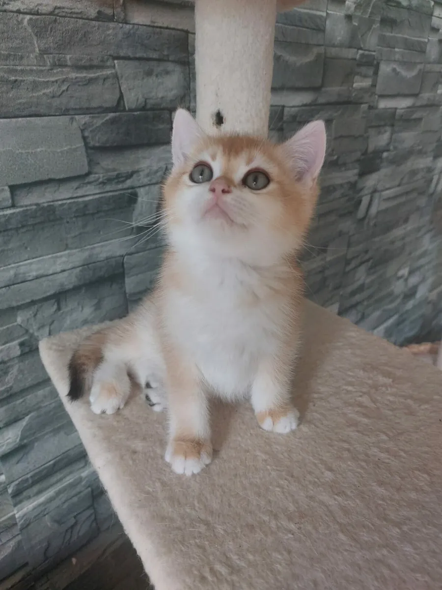 2 British Golden Kittens GCCFI registered - Image 1