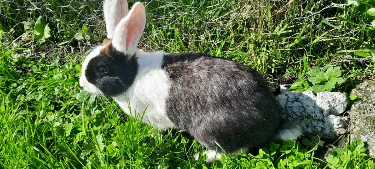 Unsexed Rabbits - Image 2
