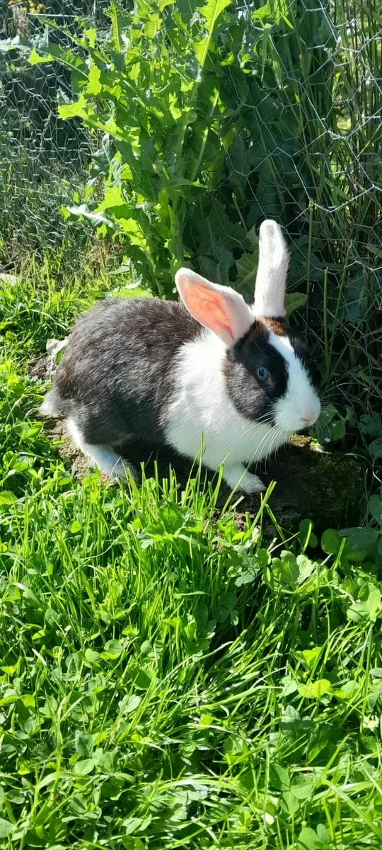 Unsexed Rabbits - Image 1