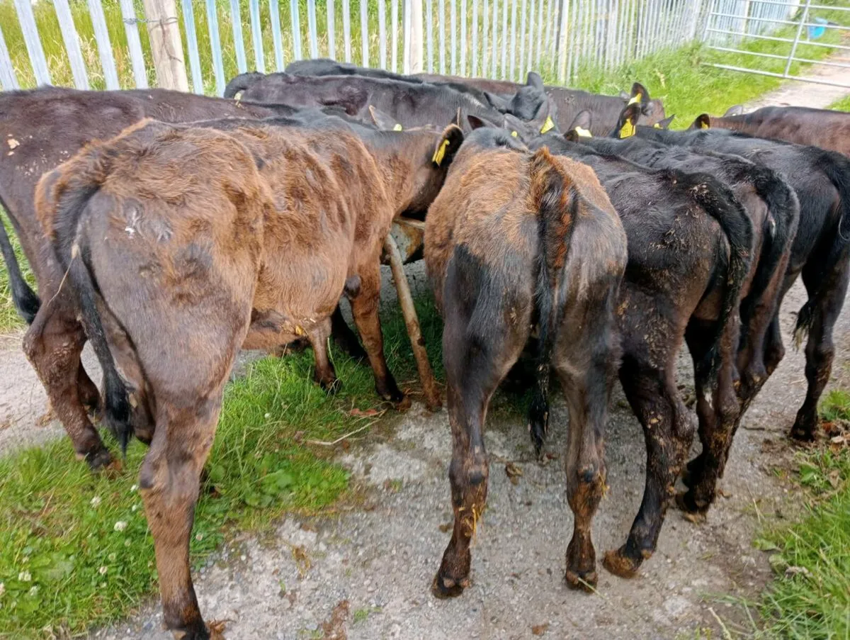 11 AA heifers weaned - Image 1