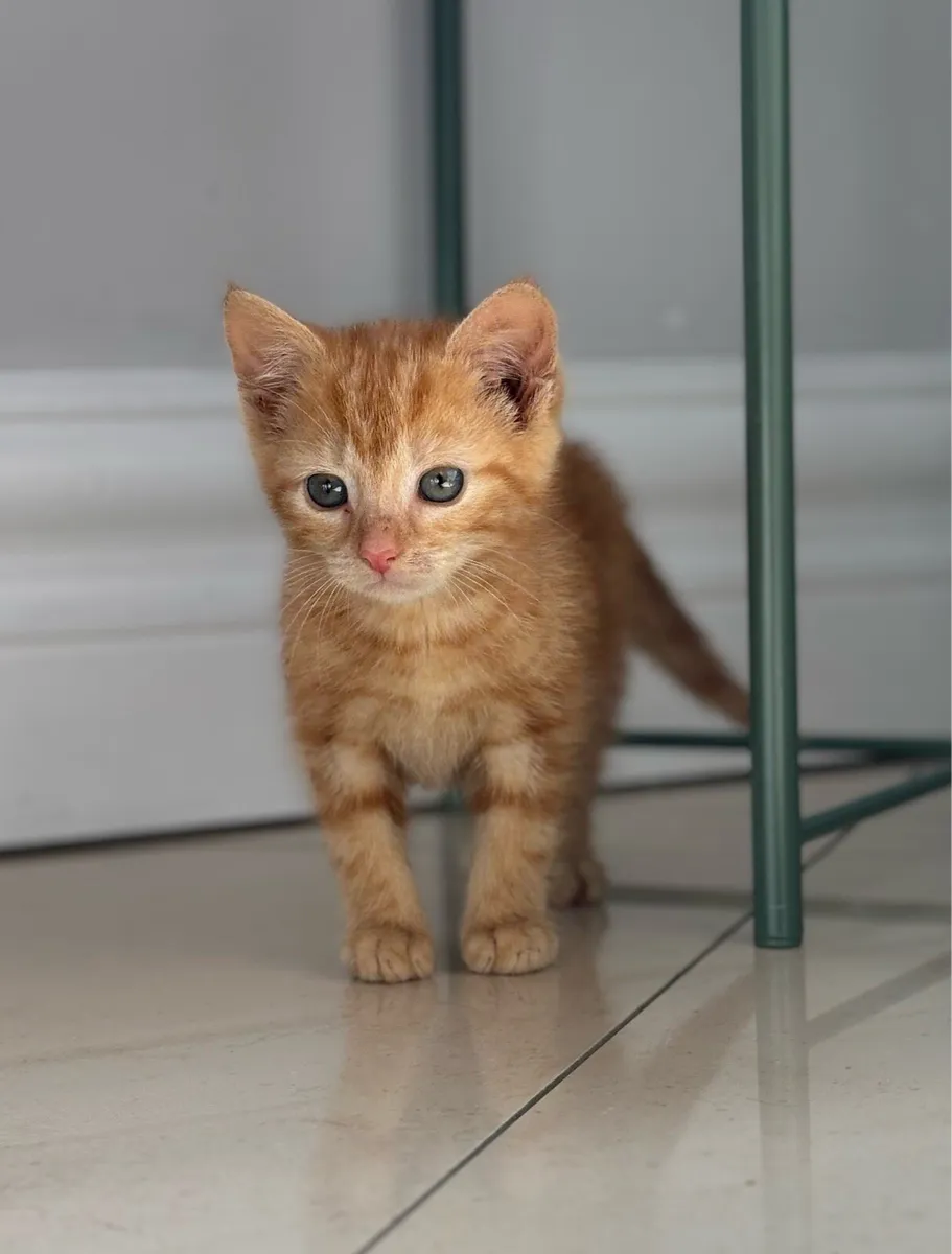 Three beautiful kittens. Can be delivered - Image 1