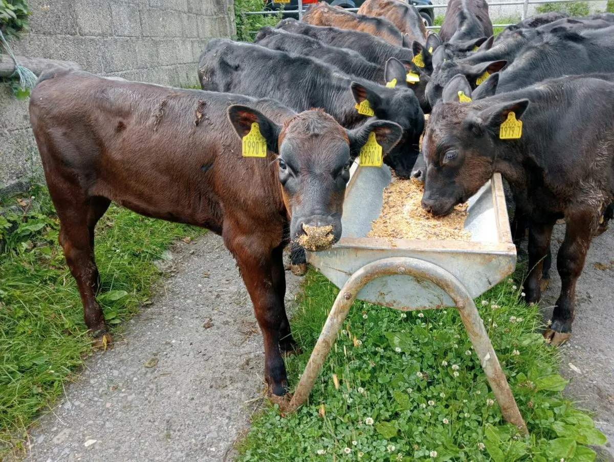 11 AA heifers weaned - Image 2